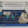Jaula hamster azul