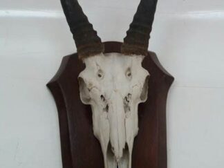 Cabeza antilope