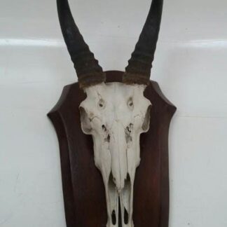 Cabeza antilope