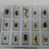 Insectos disecados colección