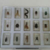 Insectos disecados colección - Imagen 2