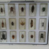 Insectos disecados colección - Imagen 3