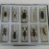 Insectos disecados colección - Imagen 4