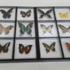 Insectos disecados