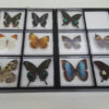 Insectos disecados - Imagen 2