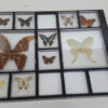 Insectos disecados - Imagen 3