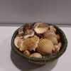 Caracolas mar variadas