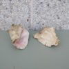 Caracolas mar variadas - Imagen 3