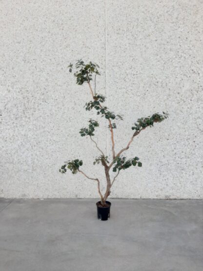Planta artificial bonsai gigante