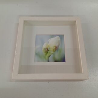 Cuadro flor cuadrado 25x25cm